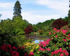 Tapeta Nature Flowers 558.jpg